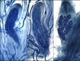 Collema tenax var. tenax image