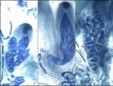 Collema tenax var. tenax image