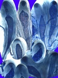 Collema tenax var. tenax image