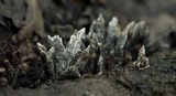 Xylaria arbuscula image