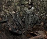 Xylaria arbuscula image