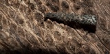 Xylaria arbuscula image