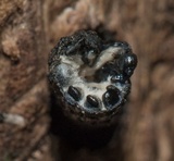 Xylaria arbuscula image