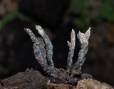 Xylaria arbuscula image