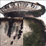 Rinodina beccariana image