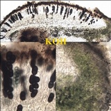 Rinodina beccariana image