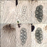 Rinodina beccariana image