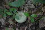 Russula variata image