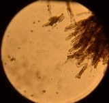 Tomentella cinereoumbrina image