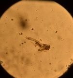 Tomentella cinereoumbrina image