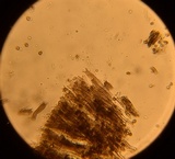 Tomentella cinereoumbrina image