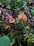 Xeromphalina fulvipes image