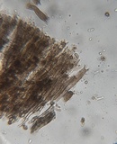 Tomentella cinereoumbrina image