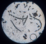 Xylaria arbuscula image