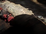 Arcyria ferruginea image