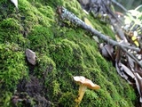 Hygrocybe laeta var. laeta image