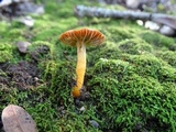 Hygrocybe laeta var. laeta image