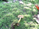 Hygrocybe laeta var. laeta image