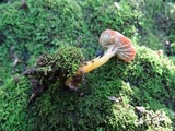 Hygrocybe laeta var. laeta image