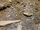 Arcyria cinerea image