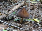 Pluteus leoninus image