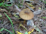 Pluteus leoninus image
