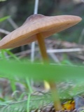 Pluteus leoninus image