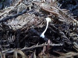 Marasmius calhouniae image
