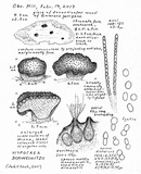 Hypocrea schweinitzii image