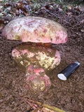 Rubroboletus eastwoodiae image