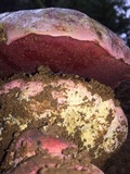 Rubroboletus eastwoodiae image