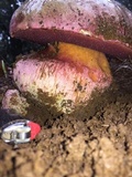 Rubroboletus eastwoodiae image