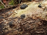 Hypocrea schweinitzii image