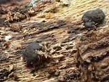Hypocrea schweinitzii image