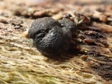 Hypocrea schweinitzii image