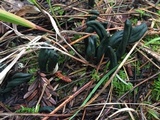 Microglossum viride image
