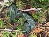 Microglossum viride image