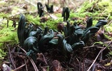 Microglossum viride image