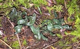Microglossum viride image