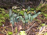 Microglossum viride image