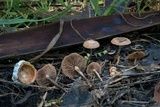 Psilocybe inquilina image