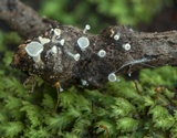 Lachnum virgineum image