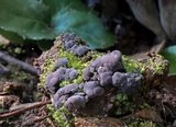 Tomentella cinereoumbrina image