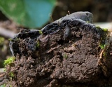 Tomentella cinereoumbrina image