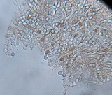 Laccaria fraterna image