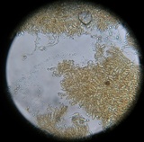 Laccaria fraterna image