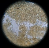 Laccaria fraterna image
