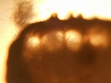 Hypocrea schweinitzii image