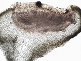 Staurolemma omphalarioides image