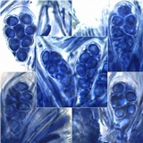 Staurolemma omphalarioides image